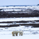 Illustration for article titled I Looked A Wild Polar Bear In The Eye